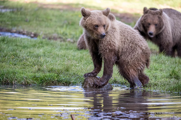 Braunbär, Karpaten Rumänien