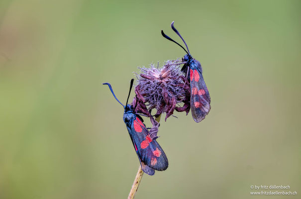 Widderchen, Hegmatten