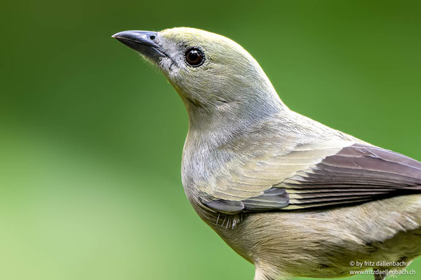 Palmentangare (Palm Tanager)