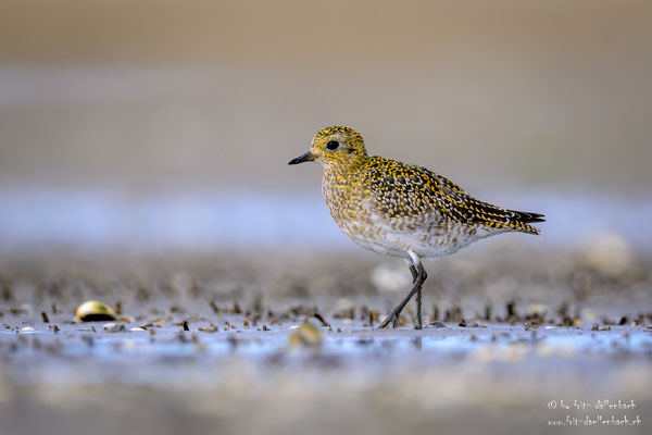 Goldregenpfeiffer, Texel Holland