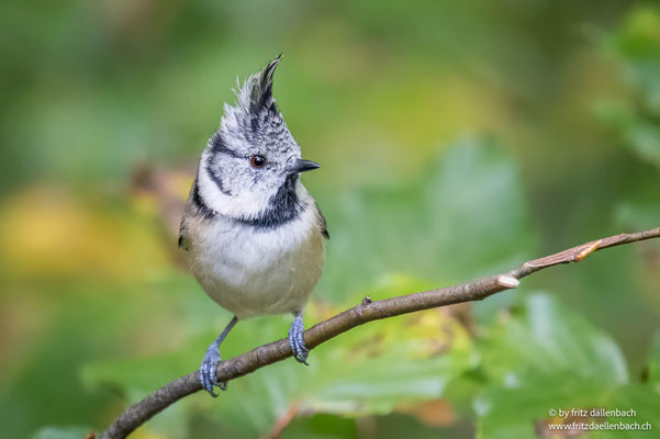 Haubenmeise, Züriberg