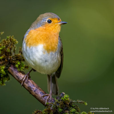 Rotkehlchen, Züriberg