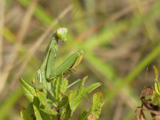 mante religieuse (mantis religiosa)