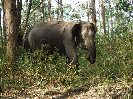 Eléphant d'Asie (Inde du Sud)