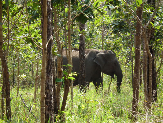 Eléphant d'Asie (Inde du Sud)