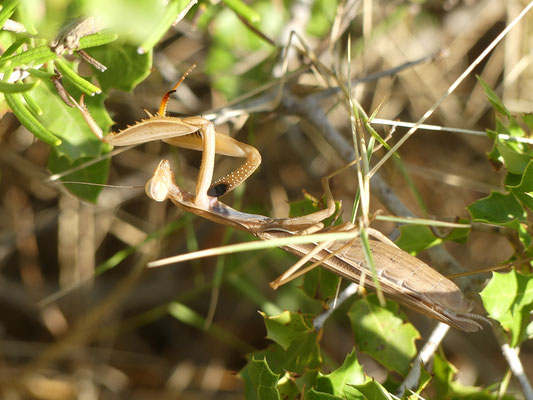 mante religieuse (mantis religiosa)