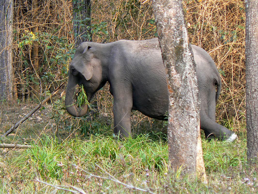 Eléphant d'Asie (Inde du Sud)