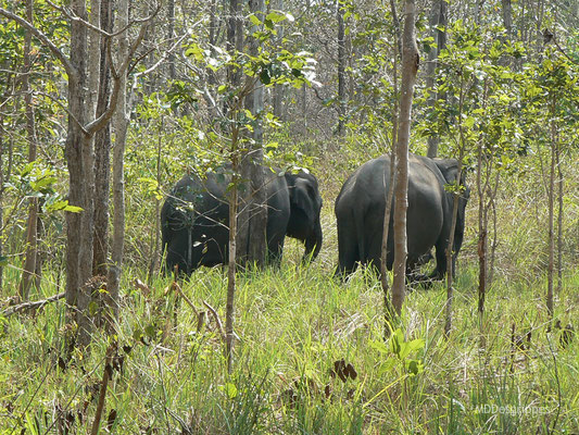 Eléphant d'Asie (Inde du Sud)