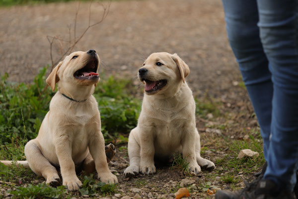 Ole und Charlie