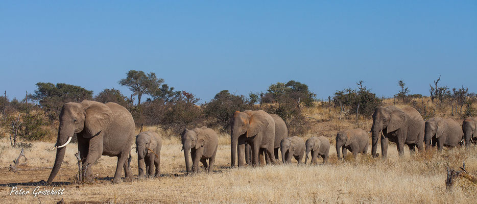 Elefanten, Sambia