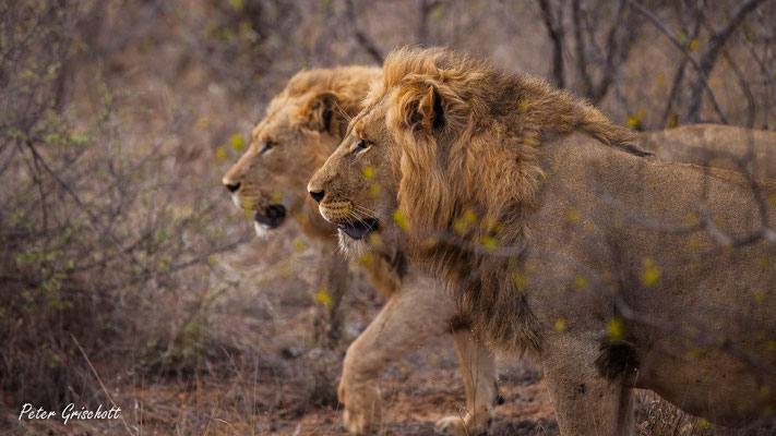 Löwen, Botswana
