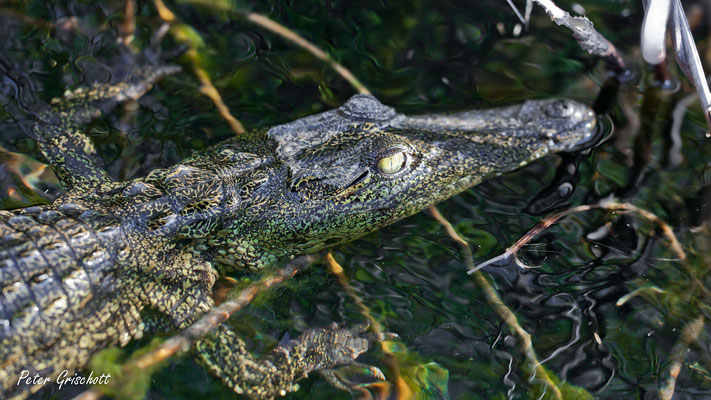 Krokodil, Botswana