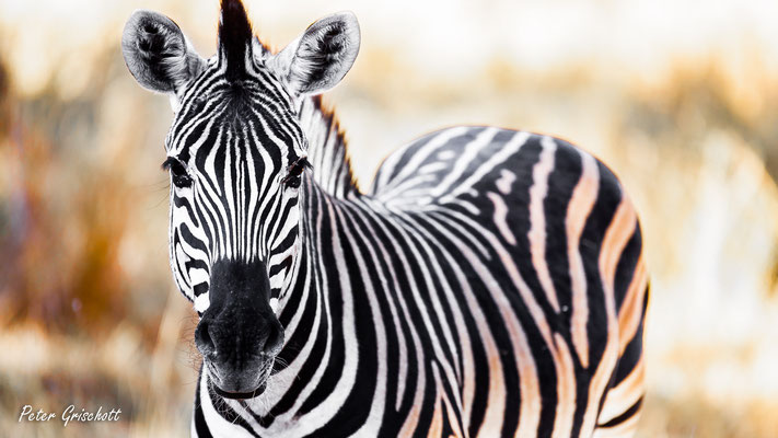 Zebra, Botswana