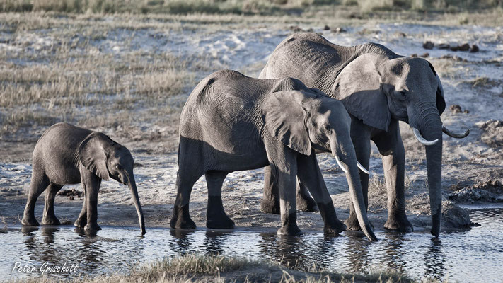 Elefanten, Botswana
