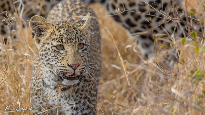 Leopard, Afrika