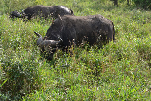  Waterbuffel of karbouw (karbauw) (Bubalus bubalis)