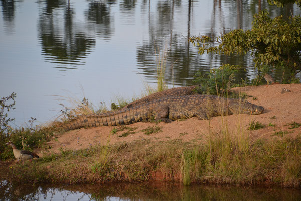 Krokodillen gespot in Mlilwane NP 