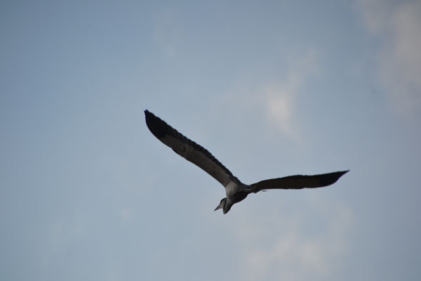 blauwe reiger