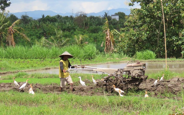 Bewerken van het rijstveld, Ubud