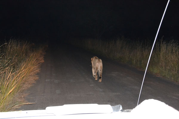 Leeuw tijdens de avondsafari