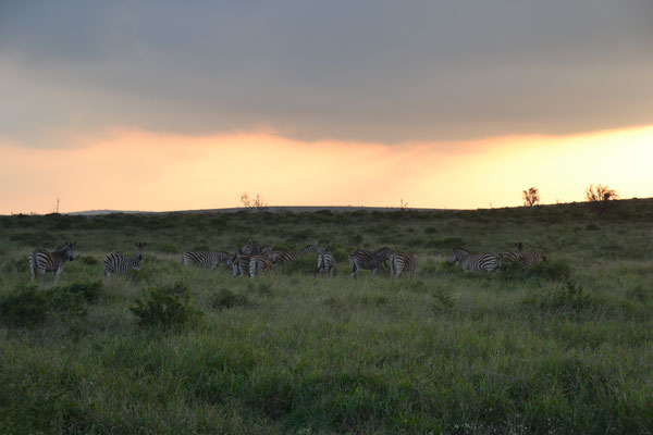Zonsondergang in Phinda Private Game Reserve 