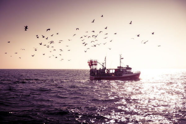 Fischerboot vor Rügen, umkreist von Möwen
