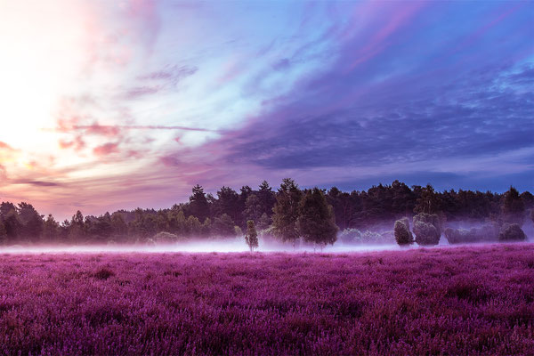 Frühmorgens im Heiligen Hain in der Südheide
