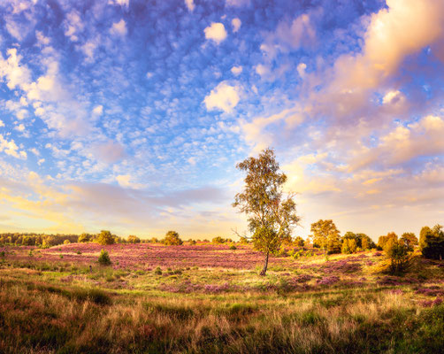 Radebachtal bei Undeloh in der Lüneburger Heide