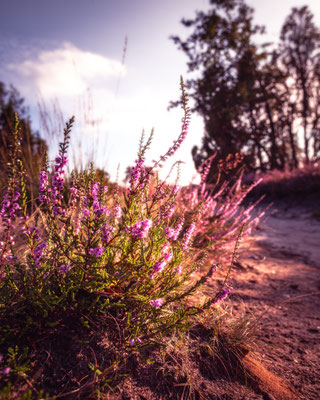 Heideblüte in der Oberoher Heide