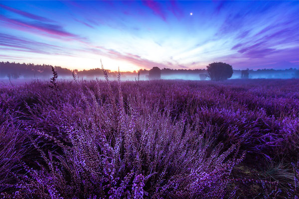 Frühmorgens im Heiligen Hain in der Südheide