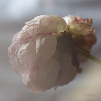 Pfingstrose, Foto: Christa Daum