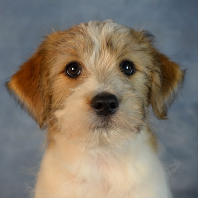 Frederik von den Streeken