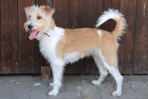 Franzi von den Streeken