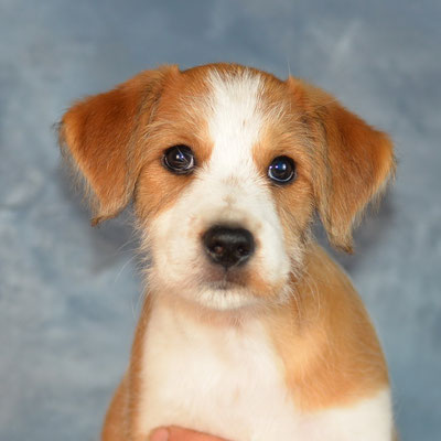 Fräulein Lisbeth von den Streeken