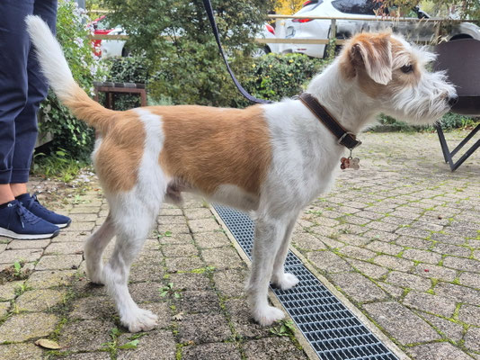 Brinz Bodil von der Bijouterie Chlinau, 11. Oktober 2025