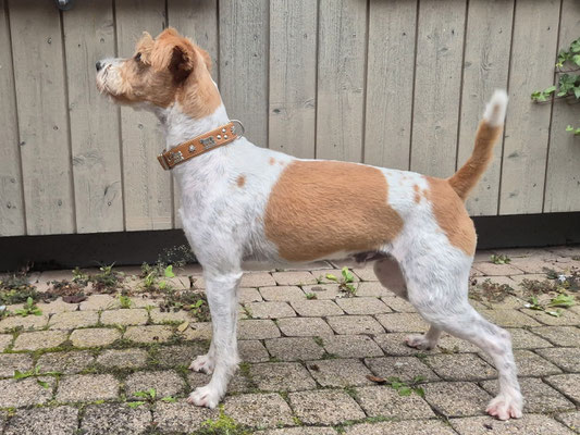 Arco von den Köpenicker Kromis, zweite Sichtung, 11. Oktober 2025