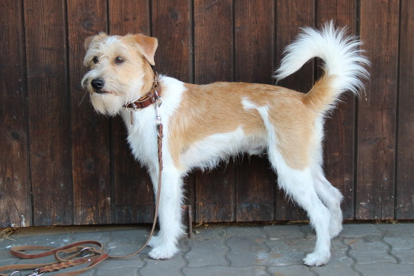 Frederik von den Streeken