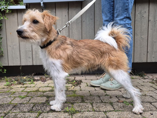 Fadri von den Streeken, erste Sichtung am 11. Oktober 2025