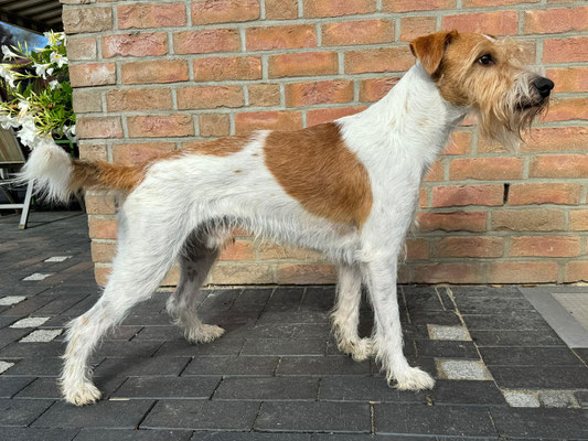 Bilbo von der Kromikate