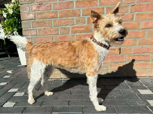 Bailey von der Kromikate