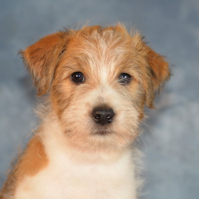 Franzi von den Streeken