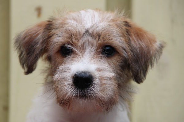 Berlix von der Mühlenbek