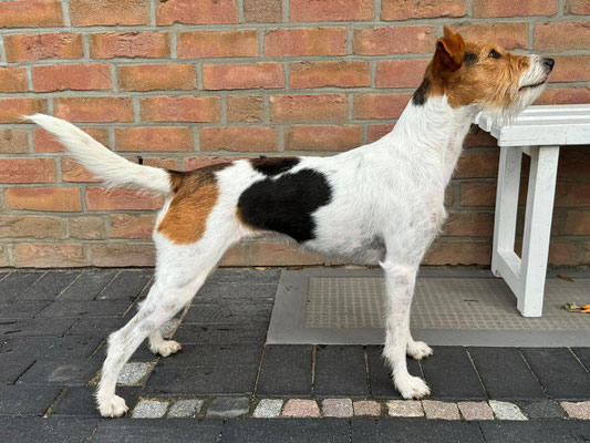Bexina von der Kromikate