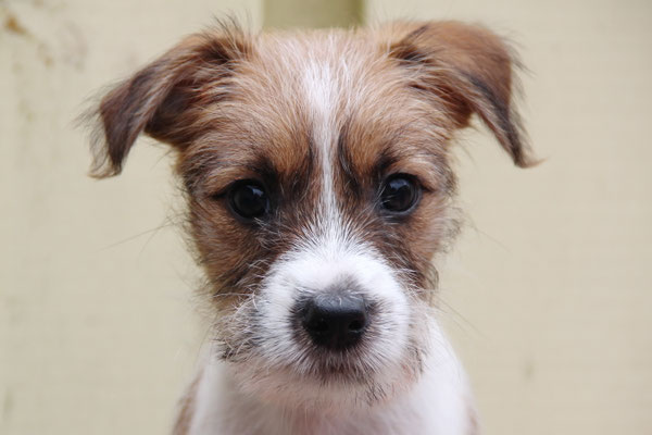 Bonito von der Mühlenbek