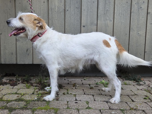 Belle Alva von der Bijouterie Chlinau, 10. Oktober 2025