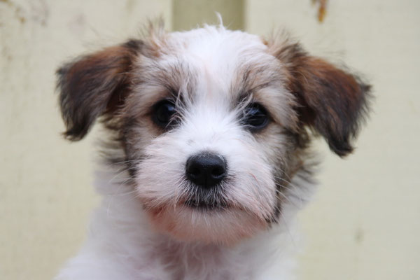 Bella von der Mühlenbek