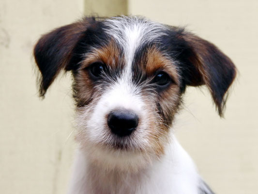 Balu von der Mühlenbek