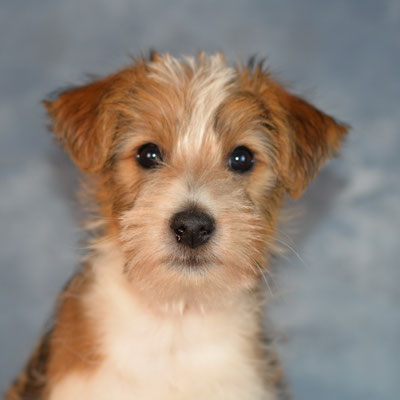 Fadri von den Streeken