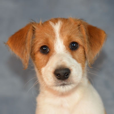 Fussel von den Streeken