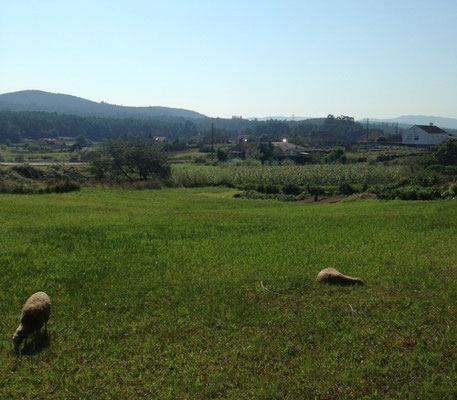 Caldas de Reis bis Padrón: Durch sanfte hügelige Wiesen und Wein-Reben.